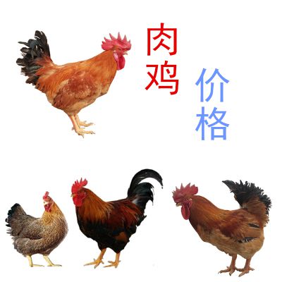 今日麻鸡苗行情，自然美景背后的旅行邀请
